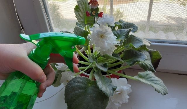 Using Milk on Plants: 5 Uses, Benefits & Risks Gardener slowly pouring diluted milk solution around the base of a container tomato plant