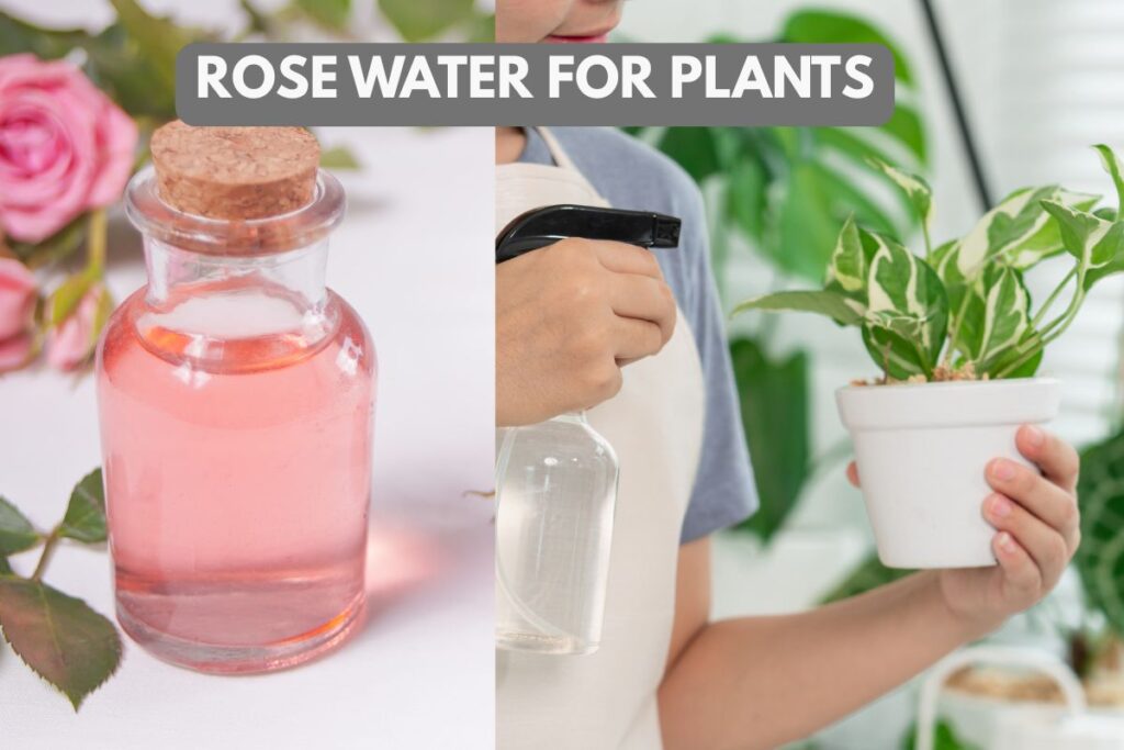 Using Rose Water on Plants: 7 Uses, Benefits, and How to Apply It USING ROSE WATER FOR PLANTS