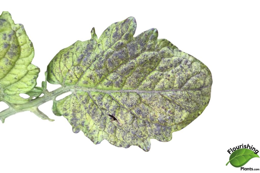 Tomato Leaves Turning Black: 7 Causes and How to Fix Them Tomato leaves turning black