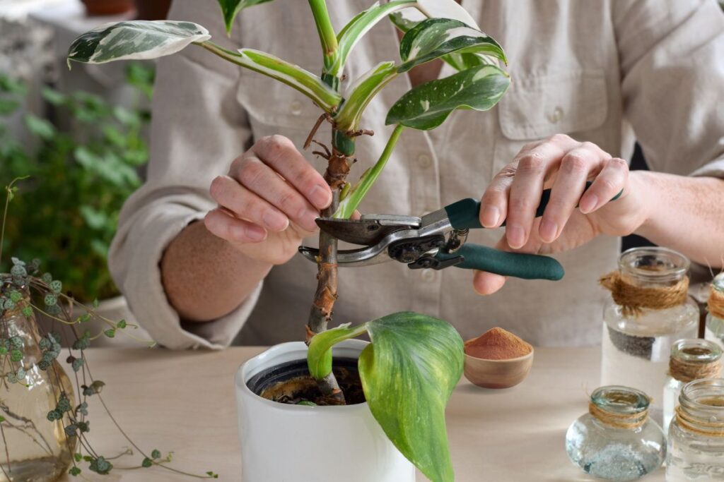 Using Cinnamon on plants