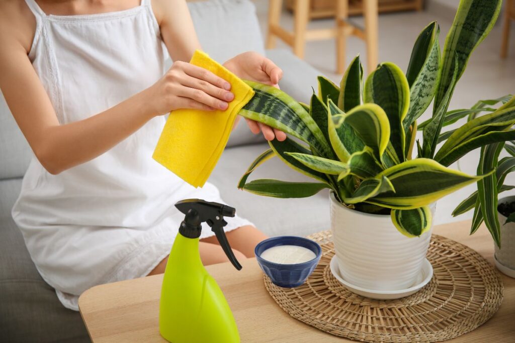 Using Milk on Plants: 5 Uses, Benefits & Risks Cleaning plants with milk