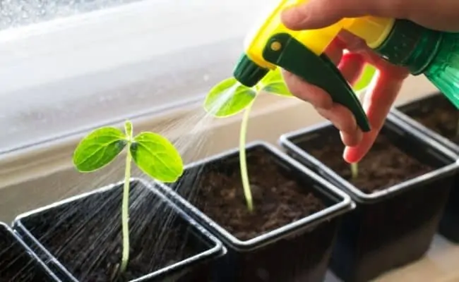 Using Rose Water on Plants: 7 Uses, Benefits, and How to Apply It Seedlings being misted with diluted rose water after transplanting