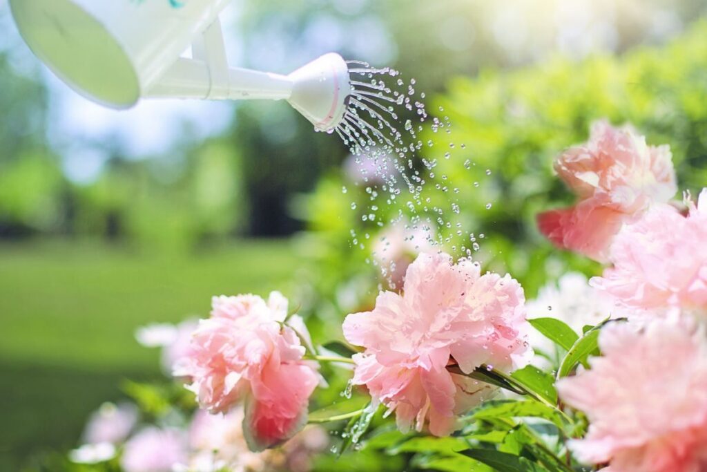 Black Spots on Rose Leaves: 6 Causes and Solutions Watering rose plant