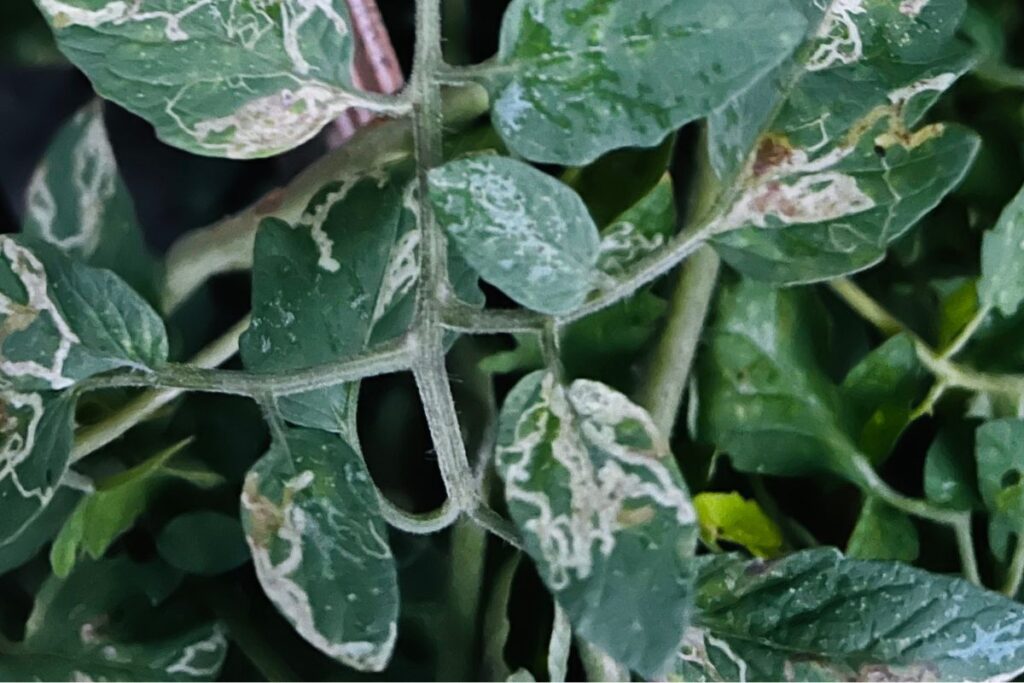 White Lines on Tomato Leaves: Causes, Treatment & Prevention Tomato leaves with white lines