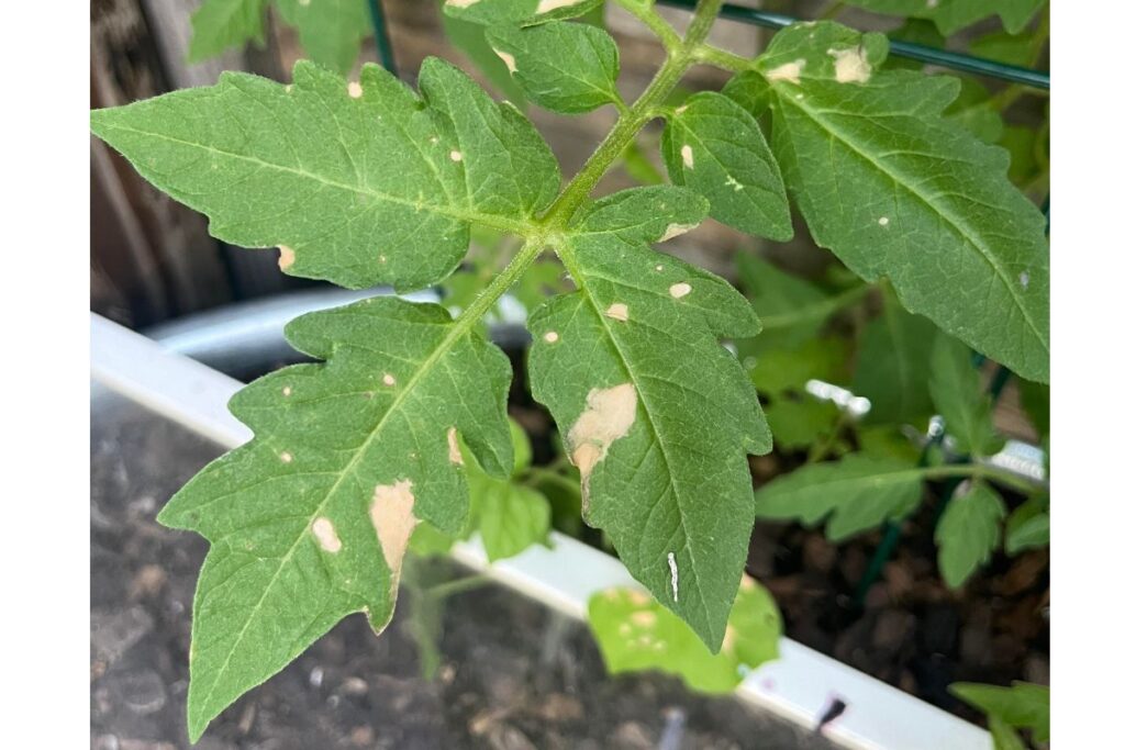 White Spots on Tomato Leaves: What's Causing Them and How to Fix It White spots on tomato leaves