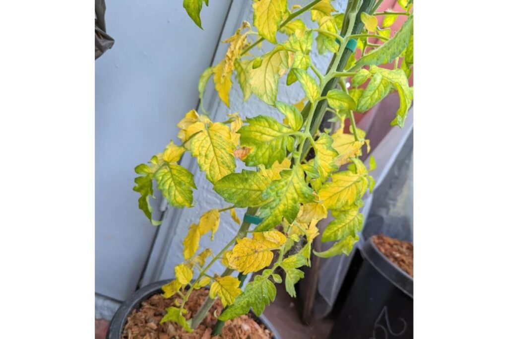 Yellow Leaves on Tomato Plants: 7 Causes and Solutions Yellow Leaves on Tomato Plant