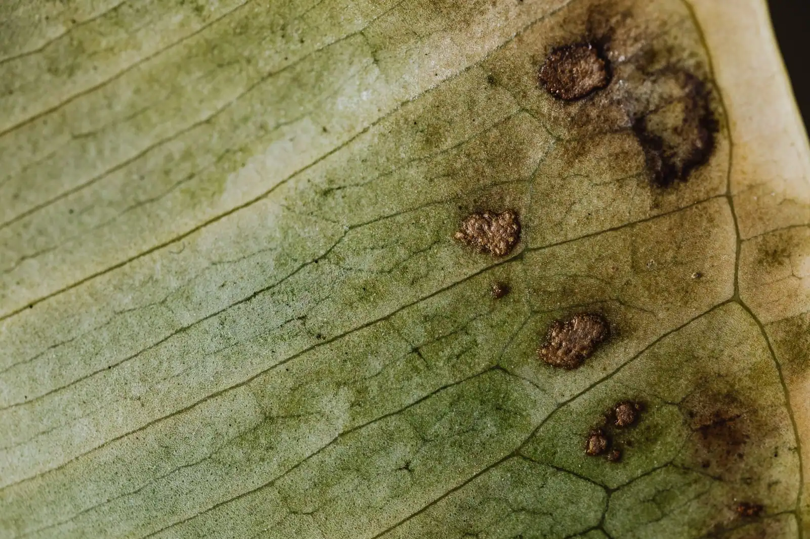 Brown Spots on Rose Leaves: 7 Causes and How to Fix Them Brown Spots on Rose Leaves: 7 Causes and How to Fix Them
