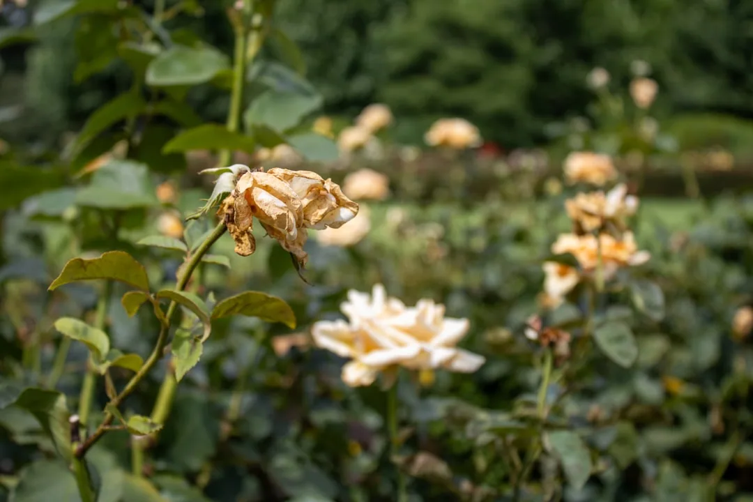 Brown Spots on Rose Leaves: 7 Causes and How to Fix Them Brown Spots on Rose Leaves: 7 Causes and How to Fix Them