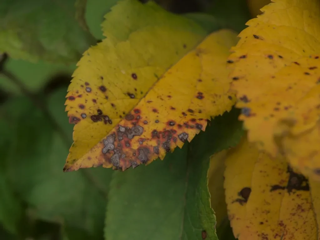Rose Leaves Turning Yellow: Causes and How to Fix Them Brown Spots on Rose Leaves: 7 Causes and How to Fix Them