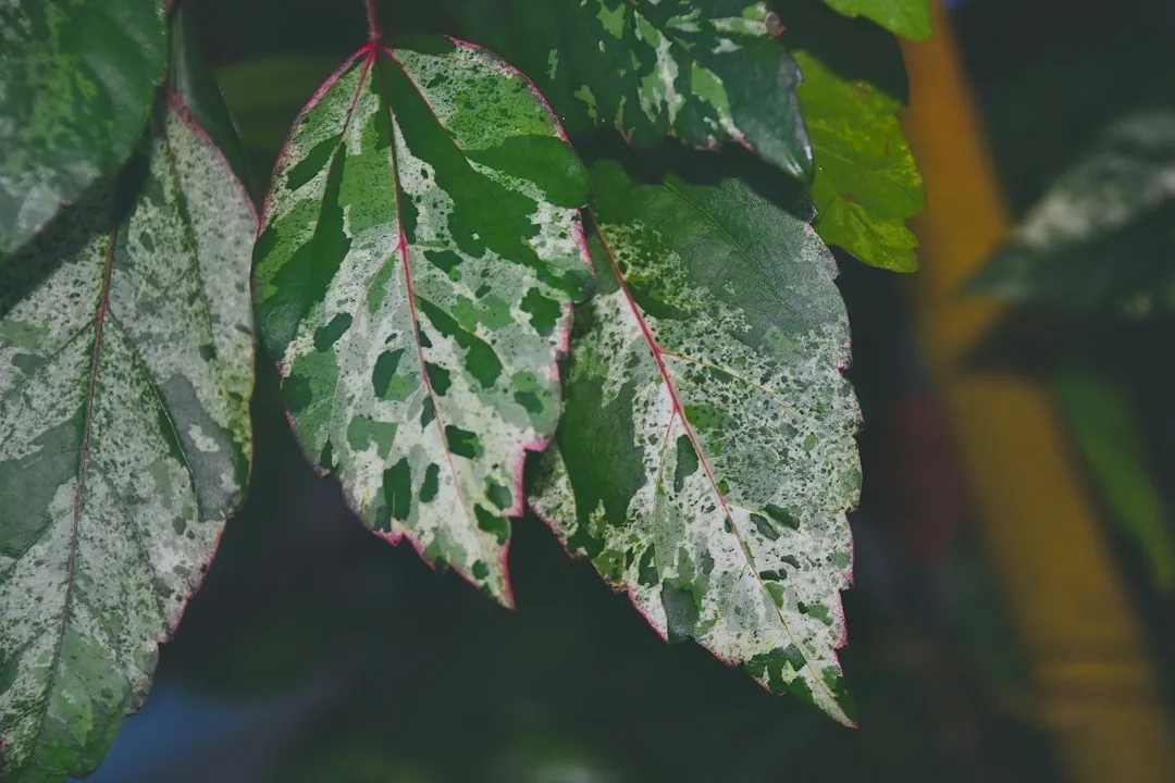 Copper Water for Plants: 7 Uses, Benefits, and How to Apply It Copper Water for Plants: 7 Uses, Benefits, and How to Apply It