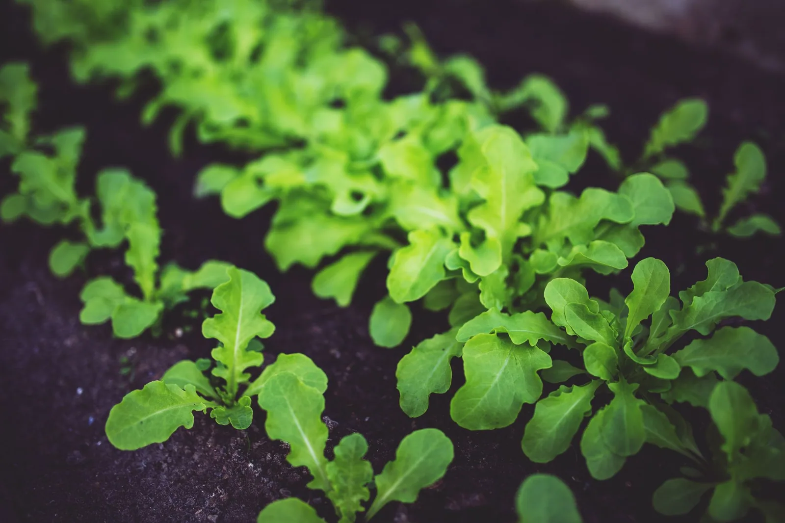 Copper Water for Plants: 7 Uses, Benefits, and How to Apply It Copper Water for Plants: 7 Uses, Benefits, and How to Apply It