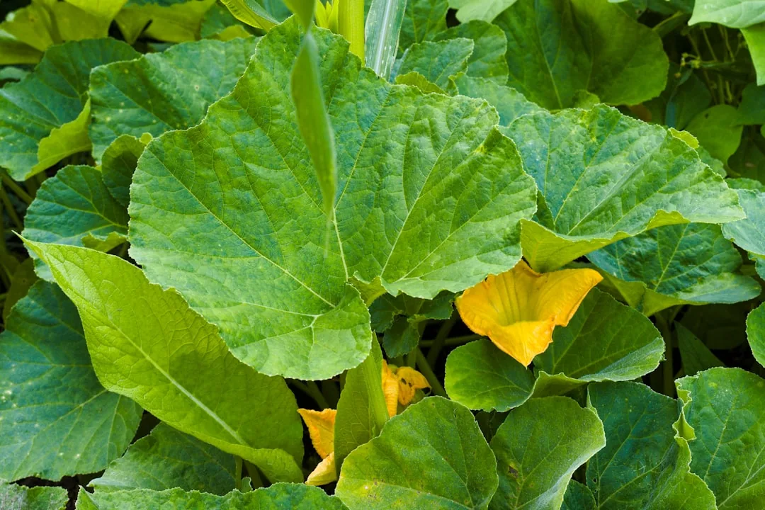 Cucumber Leaves Turning Yellow: Causes and How to Fix Them Cucumber Leaves Turning Yellow: Causes and How to Fix Them