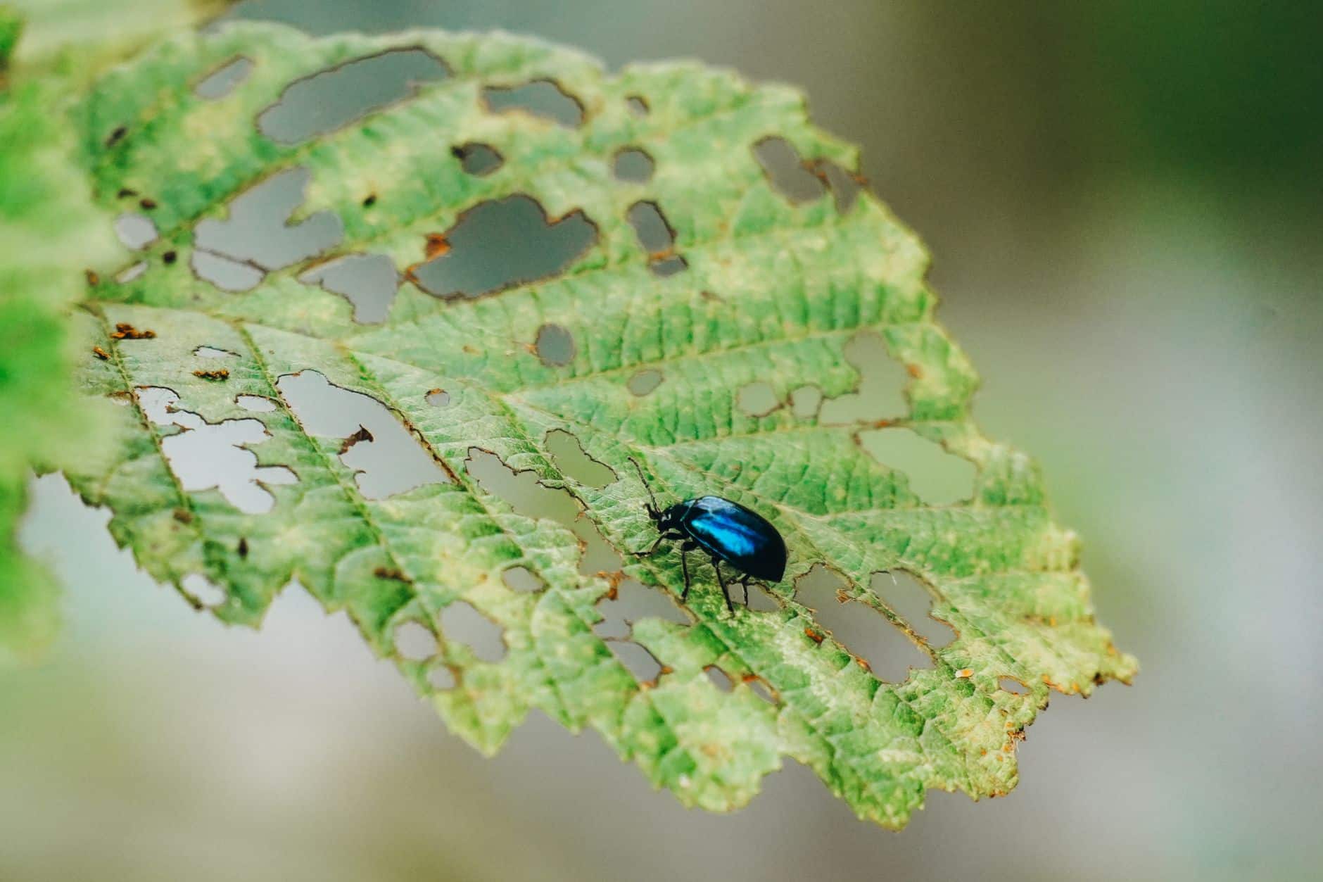 Holes in Cabbage Leaves: Culprits and How to Stop Them Flea beetle shot-hole damage on young cabbage seedling leaves — dozens of tiny round holes scattered across leaf surface