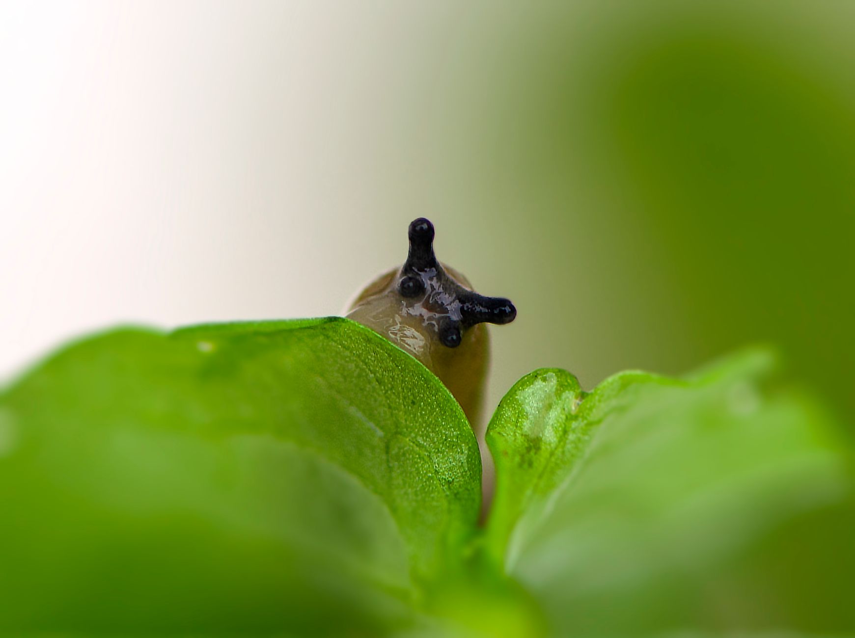 Holes in Cabbage Leaves: Culprits and How to Stop Them Slug damage on cabbage leaf — large ragged holes near leaf edge with dried silvery slime trail visible