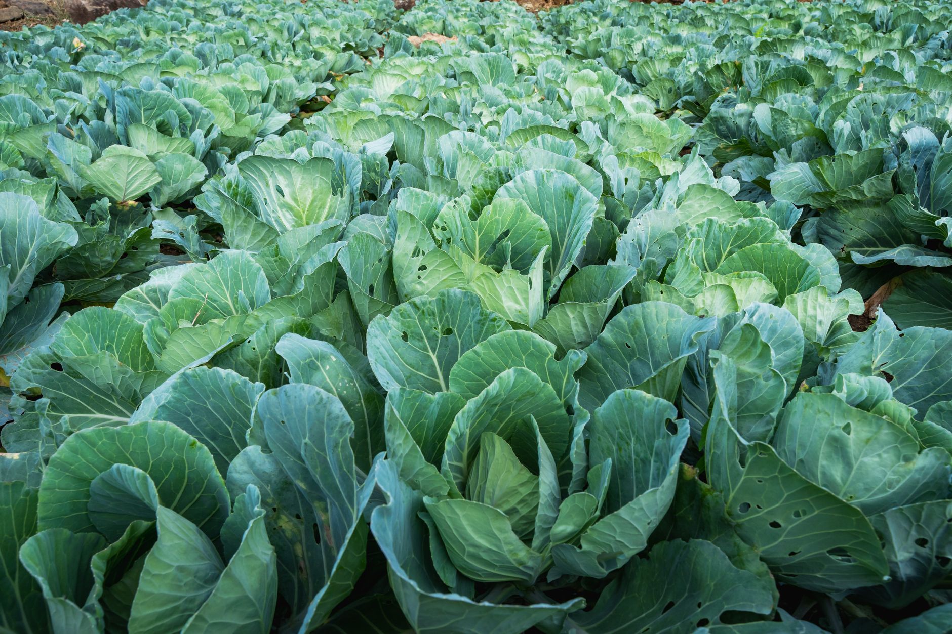 Holes in Cabbage Leaves: Culprits and How to Stop Them Holes in Cabbage Leaves: ID the Culprit and How to Stop Them