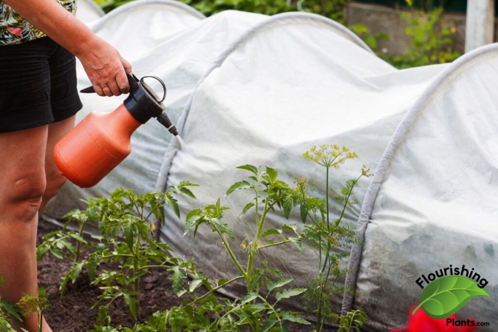 Hydrogen Peroxide for Tomatoes: Uses, Ratios & Root Rot Fixes Spraying hydrogen peroxide on tomatoes