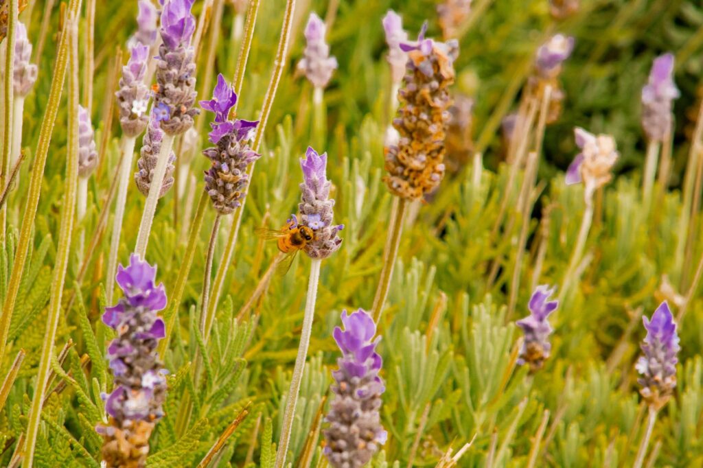Lavender Leaves Turning Yellow: Causes and How to Fix Them Lavender Leaves Turning Yellow: Causes and How to Fix Them
