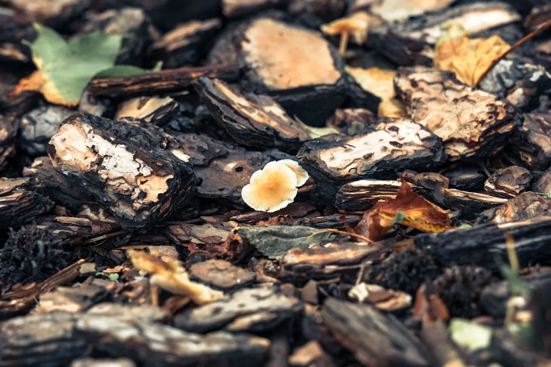 Mold Growing on Mulch: 7 Types, What They Are, and How to Fix Them Mold Growing on Mulch: 7 Types, What They Are, and How to Fix Them