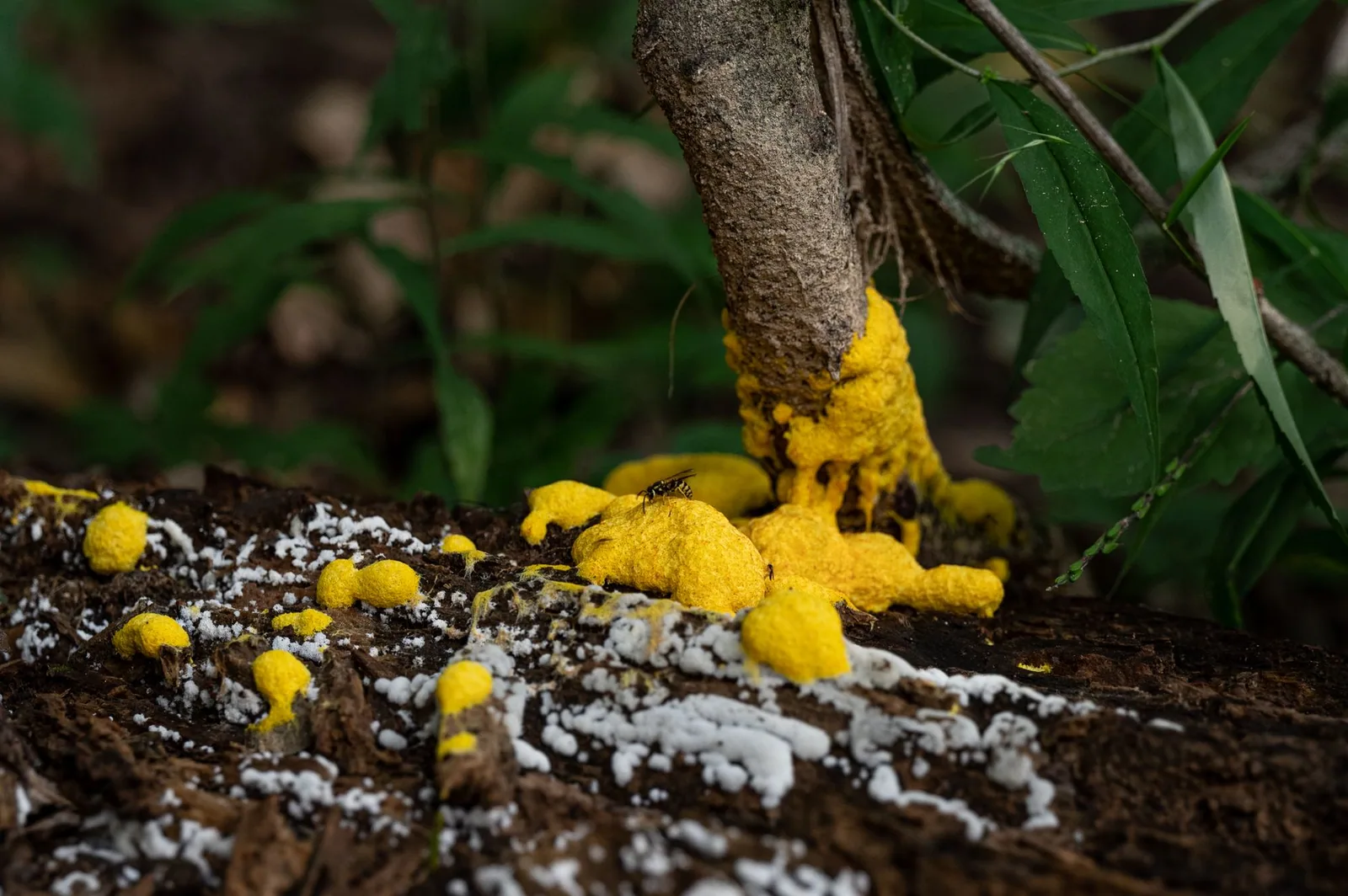 Mold Growing on Mulch: 7 Types, What They Are, and How to Fix Them Mold Growing on Mulch: 7 Types, What They Are, and How to Fix Them