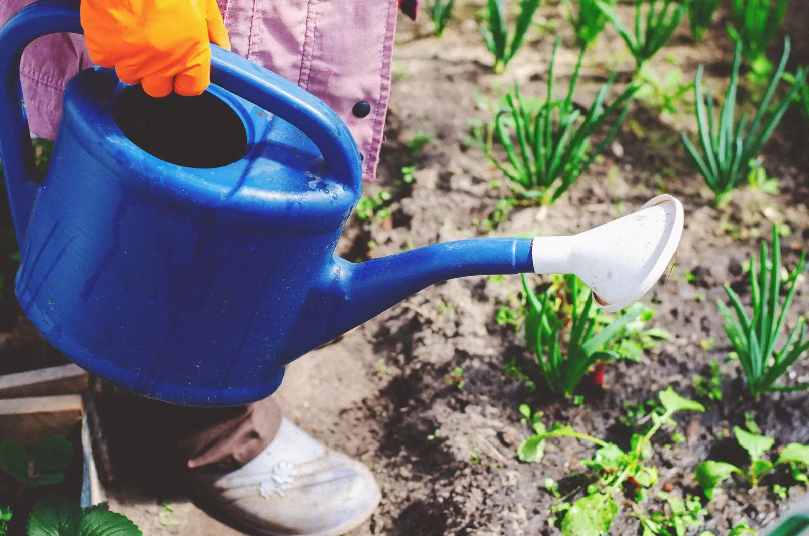 Onion Water for Plants: 7 Uses, Benefits, and How to Make It Onion Water for Plants: 7 Uses, Benefits, and How to Make It