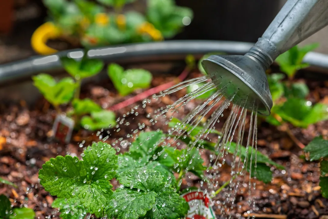 Onion Water for Plants: 7 Uses, Benefits, and How to Make It Onion Water for Plants: 7 Uses, Benefits, and How to Make It
