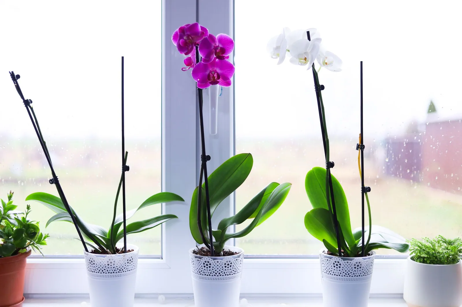 Orchid Flowers Falling Off: Why & How to Stop It Orchid Flowers Falling Off: Why It Happens and How to Stop It
