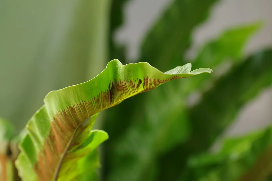 Plant Leaves Falling Off: 7 Causes and How to Fix Them Plant Leaves Falling Off: 7 Causes and How to Fix Them