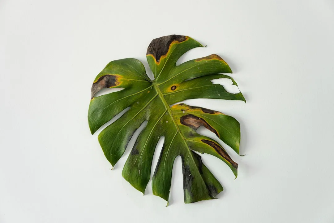 Plant Leaves Falling Off: 7 Causes and How to Fix Them Plant Leaves Falling Off: 7 Causes and How to Fix Them