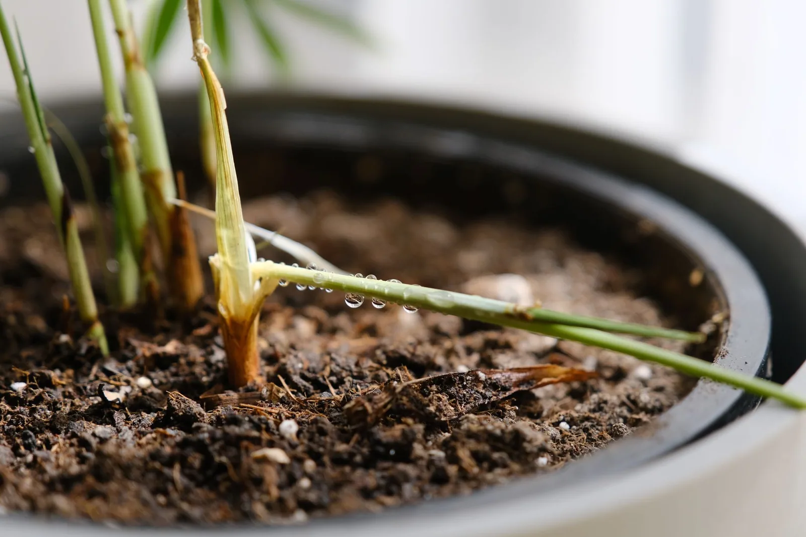 Plant Leaves Falling Off: 7 Causes and How to Fix Them Plant Leaves Falling Off: 7 Causes and How to Fix Them