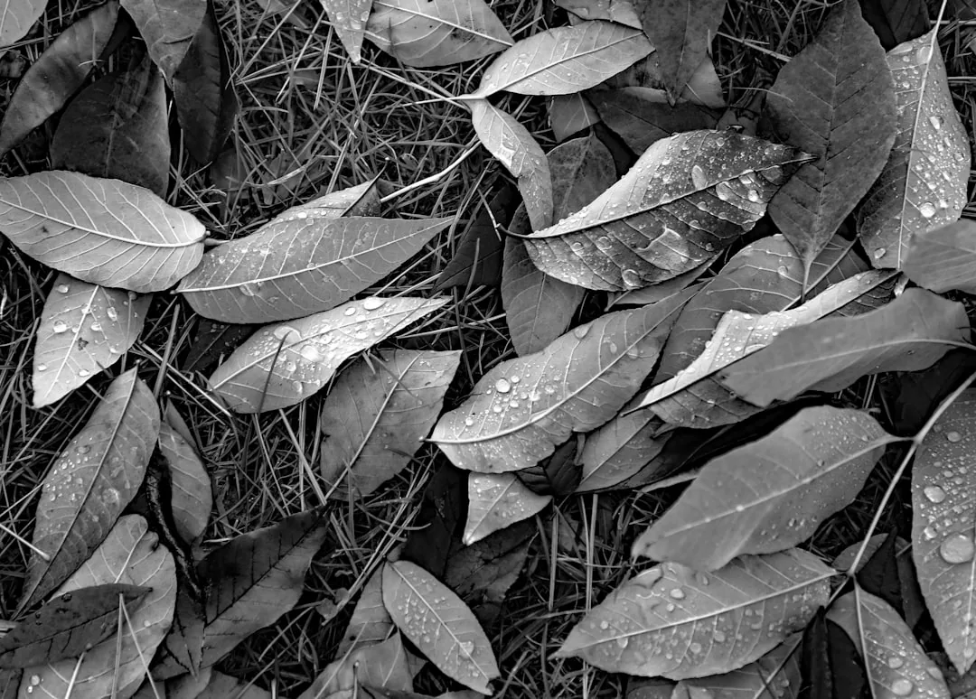 Plant Leaves Falling Off: 7 Causes and How to Fix Them Plant Leaves Falling Off: 7 Causes and How to Fix Them