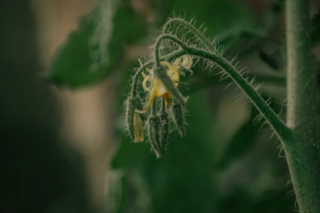Tomato Flowers Falling Off: Why It Happens and How to Fix It Tomato Flowers Falling Off: Why It Happens and How to Fix It