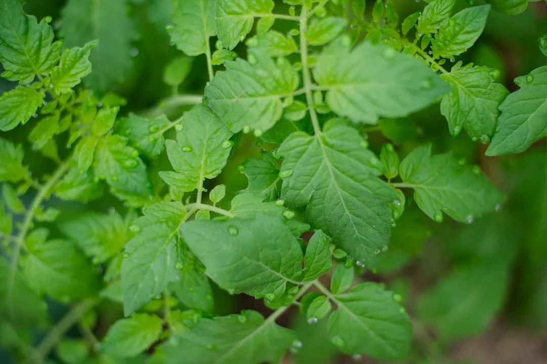 Tomato Plant Not Flowering: 6 Reasons and How to Fix Each One Tomato Plant Not Flowering: 6 Reasons and How to Fix Each One