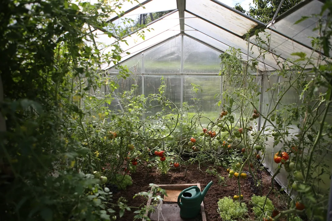 Tomato Plant Not Flowering: 6 Reasons and How to Fix Each One Tomato Plant Not Flowering: 6 Reasons and How to Fix Each One