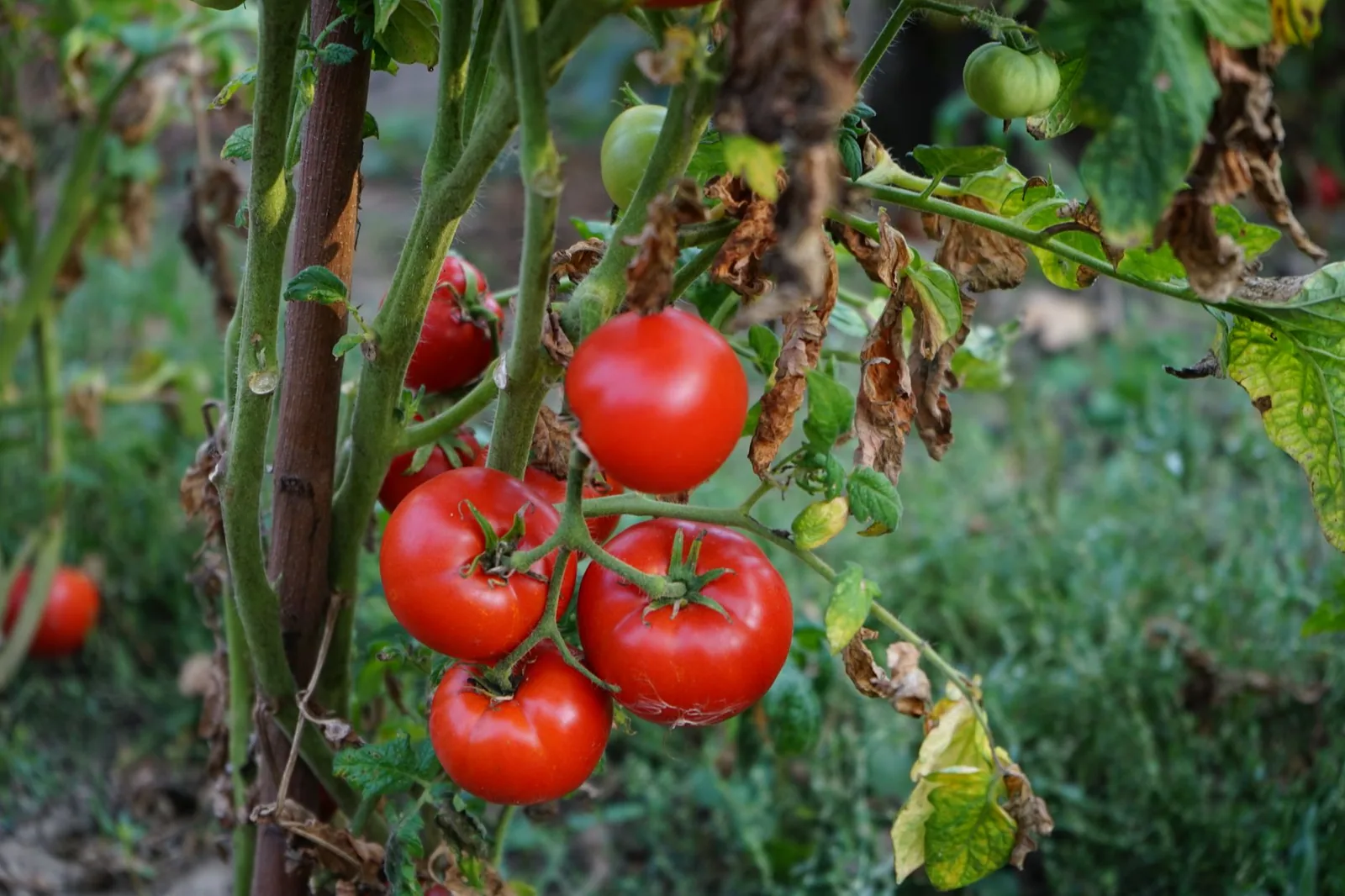 Tomato Plant Wilting: The Causes and Solutions Tomato Plant Wilting: The Causes and Solutions