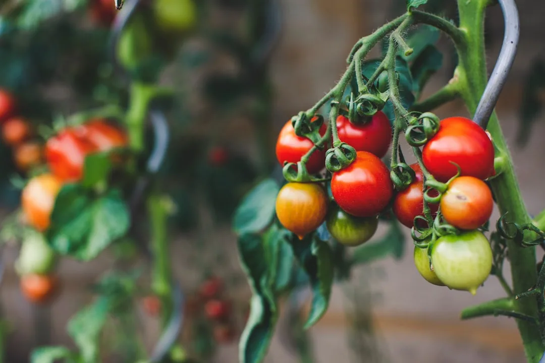Tomato Plant Wilting: The Causes and Solutions Tomato Plant Wilting: The Causes and Solutions