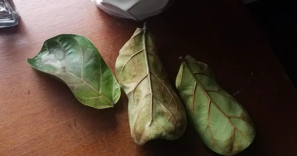Fiddle Leaf Fig Leaves Falling Off: Why It Happens and How to Fix It Fiddle Leaf Fig Leaves Falling Off
