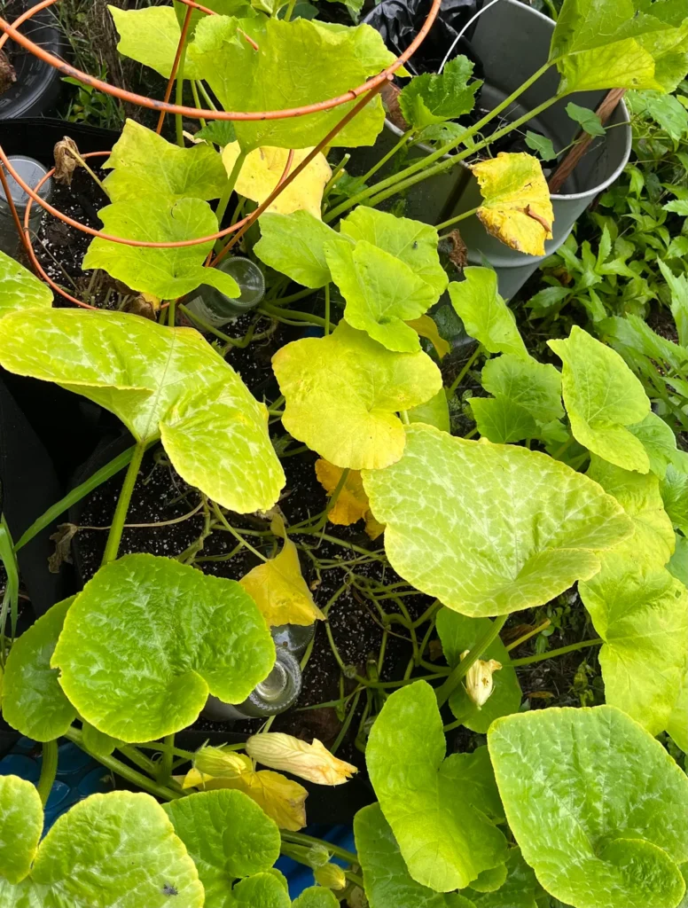 Squash Leaves Turning Yellow: Why It Happens & How to Fix It Squash Leaves turning yellow