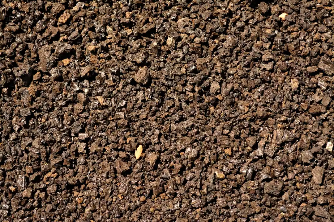 Best Manure for Tomatoes: Which Type to Use and How to Apply It Best Manure for Tomatoes: Which Type to Use and How to Apply It