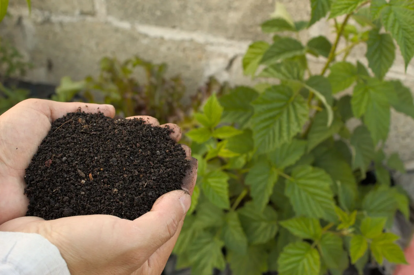 Best Manure for Tomatoes: Which Type to Use and How to Apply It Best Manure for Tomatoes: Which Type to Use and How to Apply It