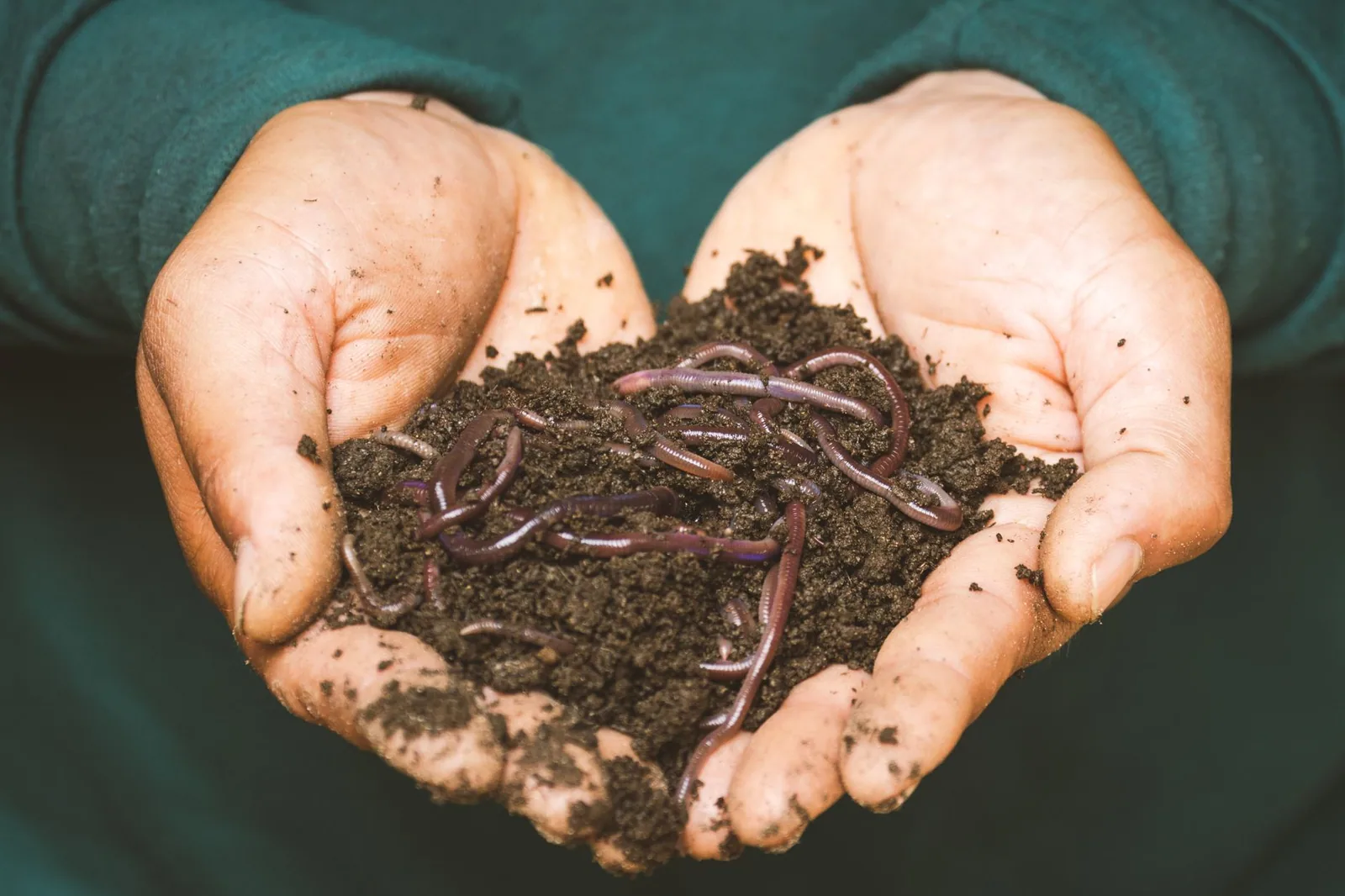 Best Manure for Tomatoes: Which Type to Use and How to Apply It Best Manure for Tomatoes: Which Type to Use and How to Apply It