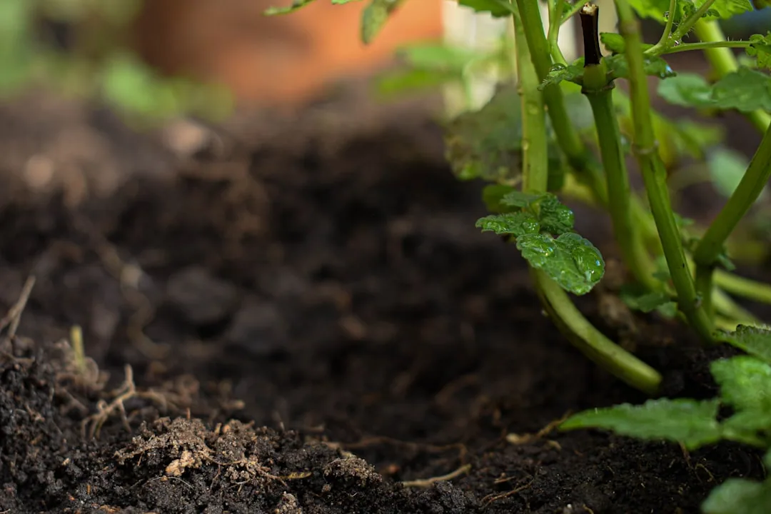 Best Manure for Tomatoes: Which Type to Use and How to Apply It Best Manure for Tomatoes: Which Type to Use and How to Apply It