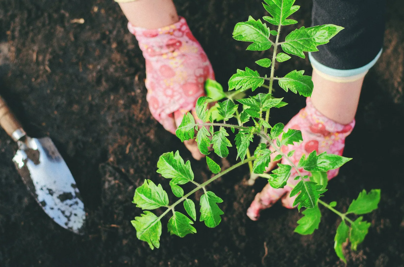 Best Manure for Tomatoes: Which Type to Use and How to Apply It Best Manure for Tomatoes: Which Type to Use and How to Apply It