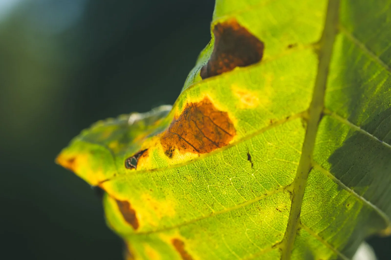 Brown Spots On Fiddle Leaf Fig Leaves: Causes & Fixes Solved