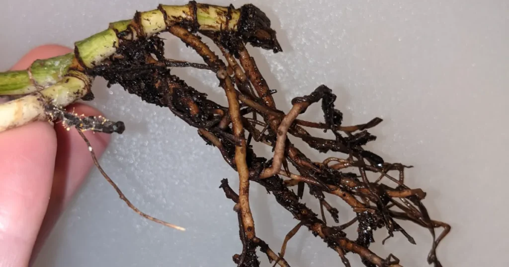 Rubber Plant Leaves Yellowing: Why It Happens and How to Fix It Root rot