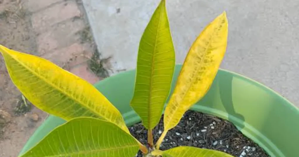 Plumeria Leaves Yellowing: Why It Happens & How to Fix It plumeria leaves yellowing