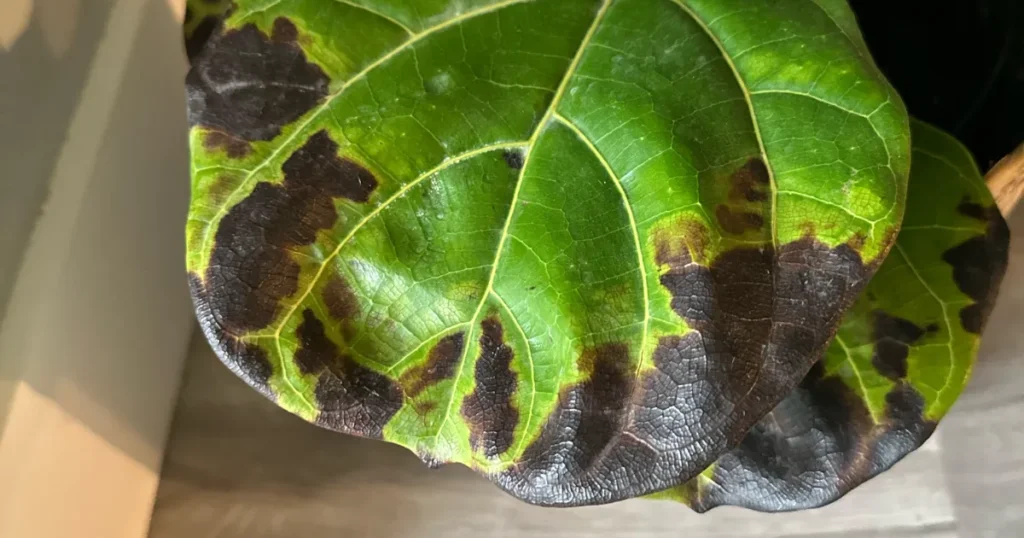 Fiddle Leaf Fig Leaves brown spots