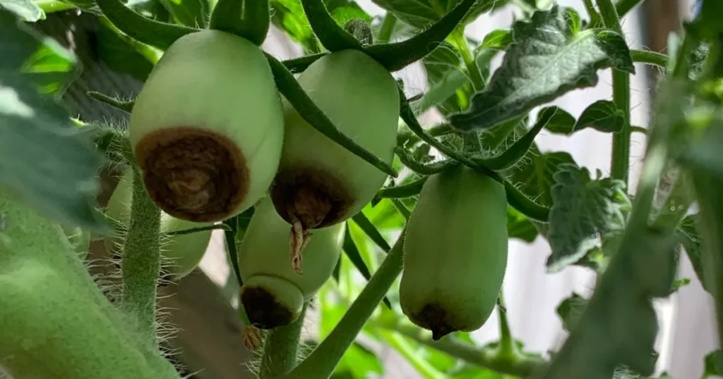 Using Epsom Salt for Tomatoes: How to Apply It and When It Actually Helps Blossom End Rot In Tomatoes