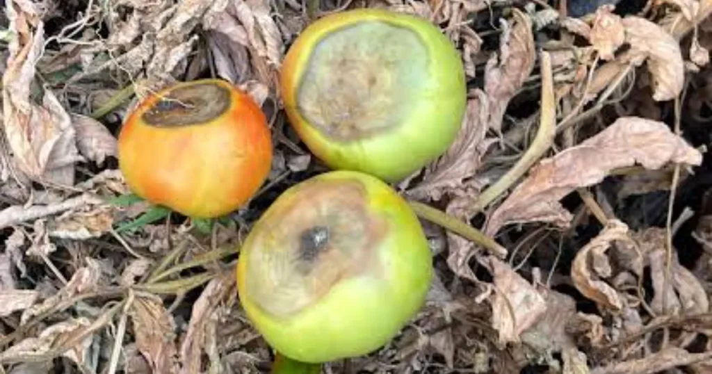Blossom End Rot In Tomatoes