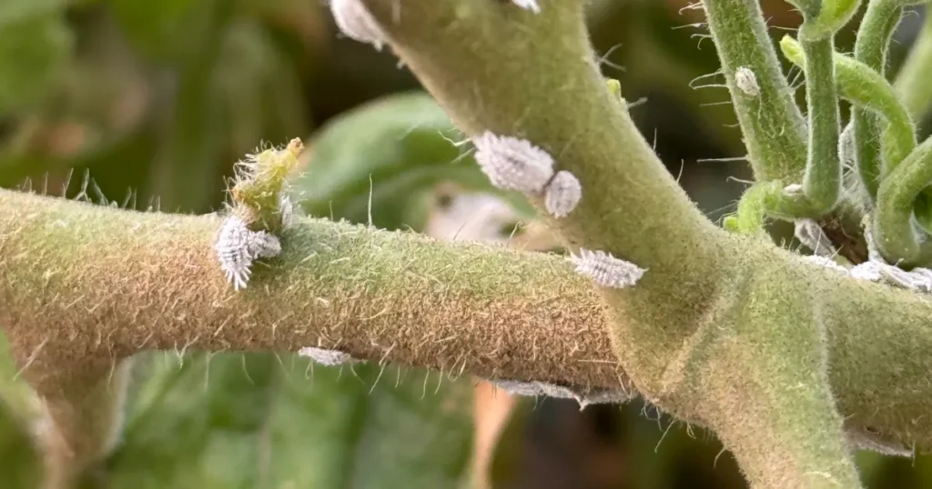 White Bugs on Tomatoes: What They Are and How to Get Rid of Them White bugs on tomatoes