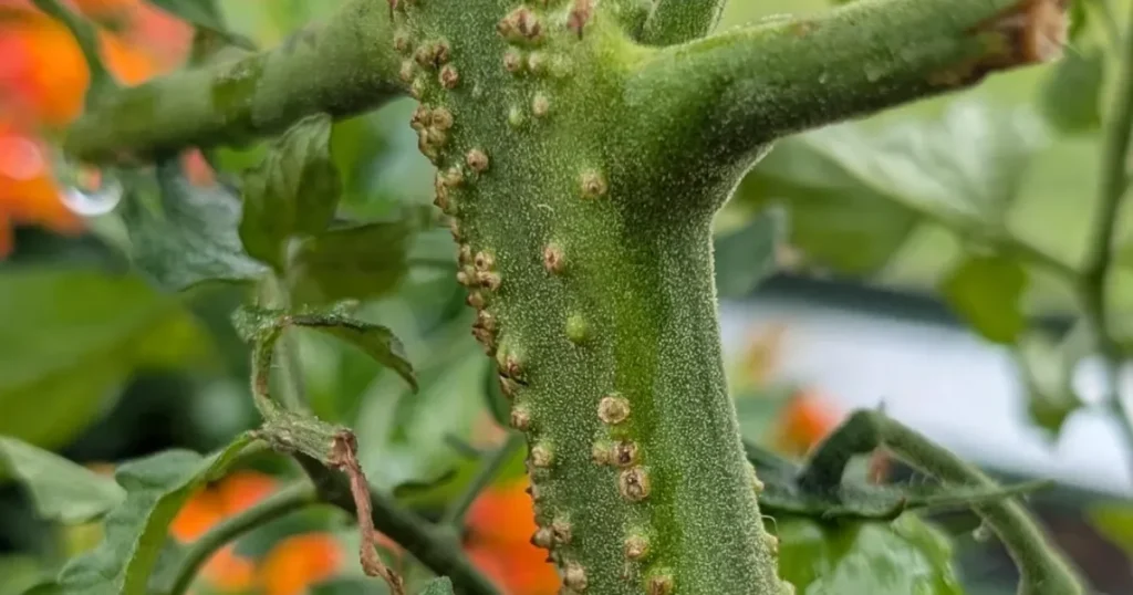 Bumps On Tomato Plant Stem: What They Are and When to Worry Bumps on tomato stem